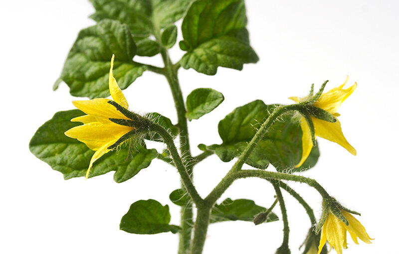 Jul 14 – Tomato flowers