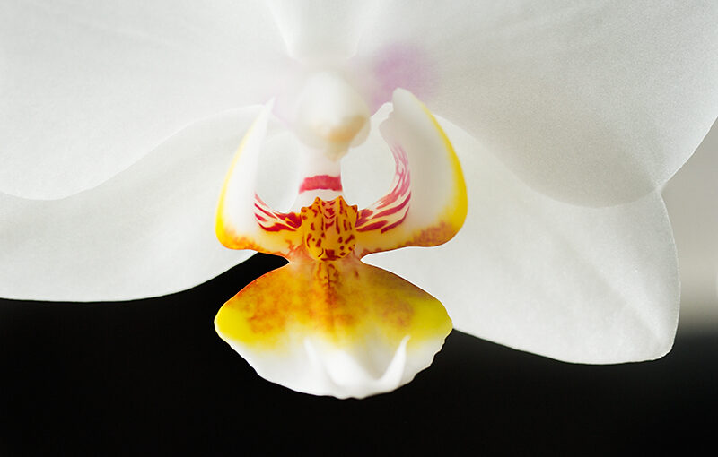 Jul 23 – Orchid