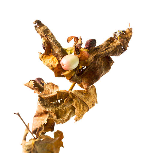 Aug 13 – Autumn?