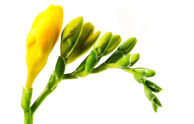 Aug 15 – Freesia