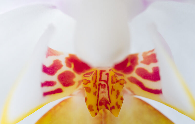 Aug 18 – Orchid