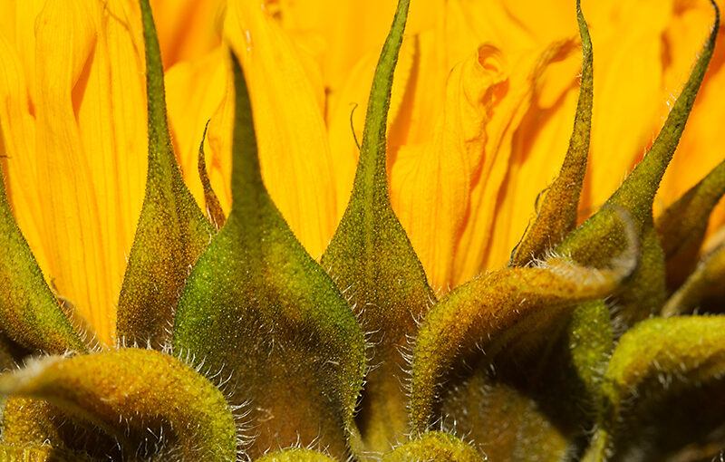 Detail of an (old) sunflower in the late afternoon sun.