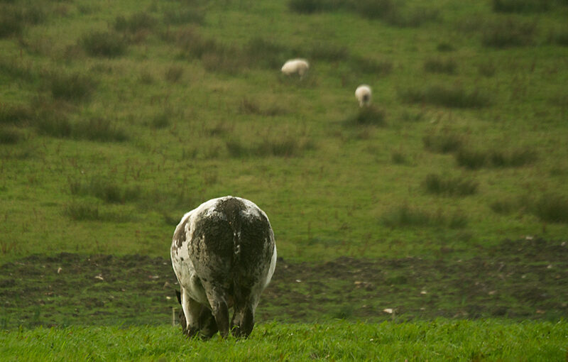 Sep 06 – Pasture