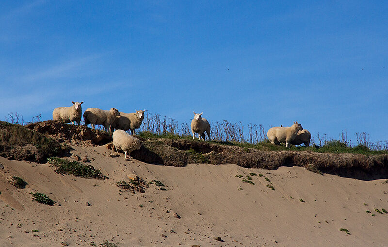 Sep 10 – Sheep