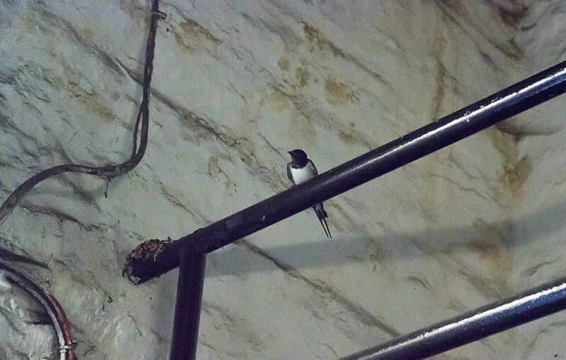 Sep 14 – Swallow