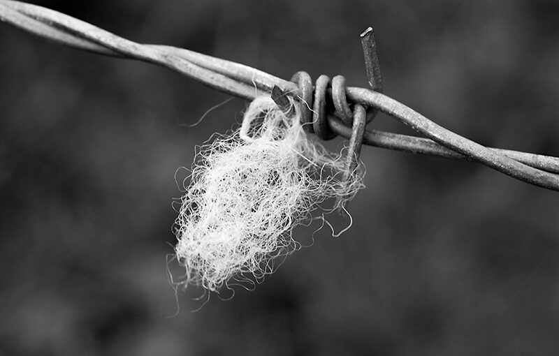 Sep 17 -Wool