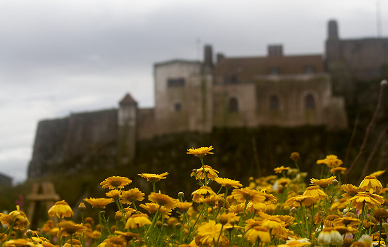 Sep 21 – Yellow flowers