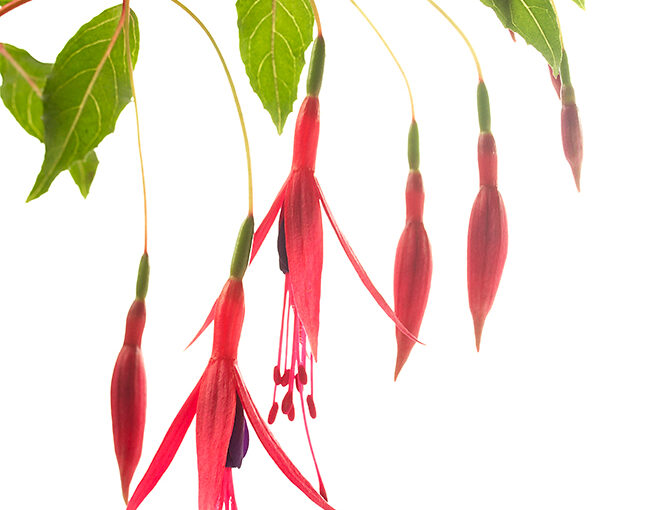 Oct 01 – Fuchsia