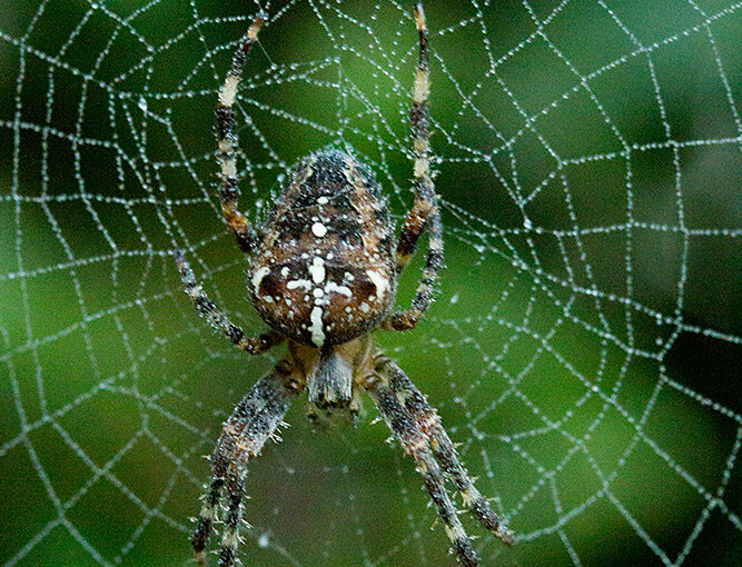 Oct 02 – Spider