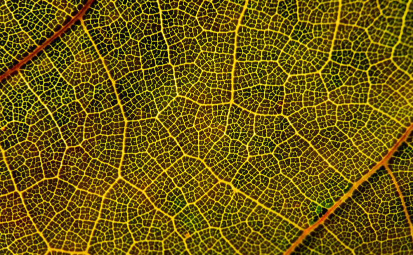 Detail of a leaf