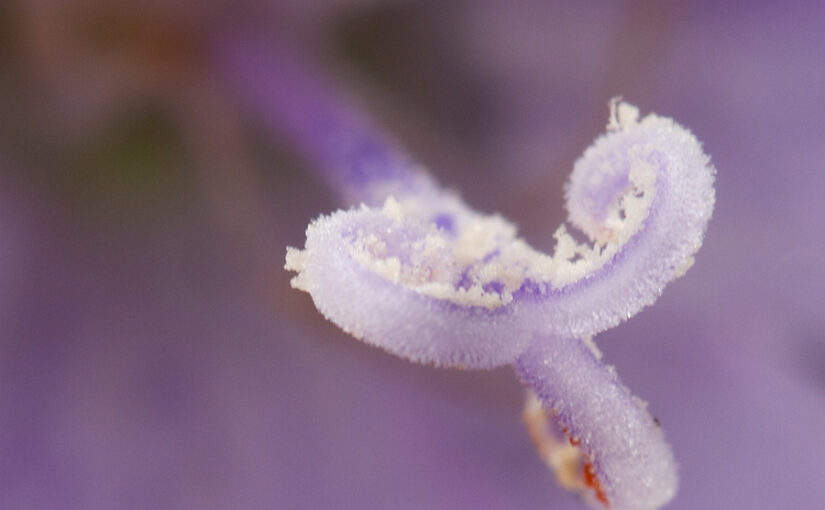 Detail of one of the last blooming things in my garden.