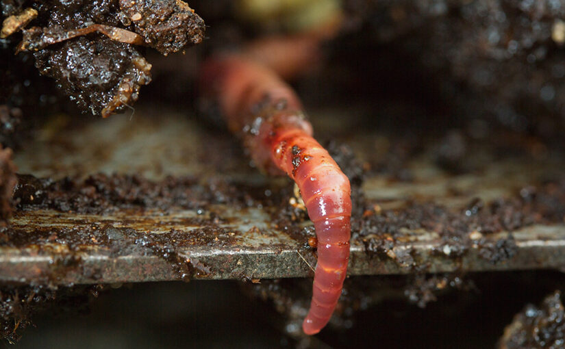 Nov 08 – Earthworm