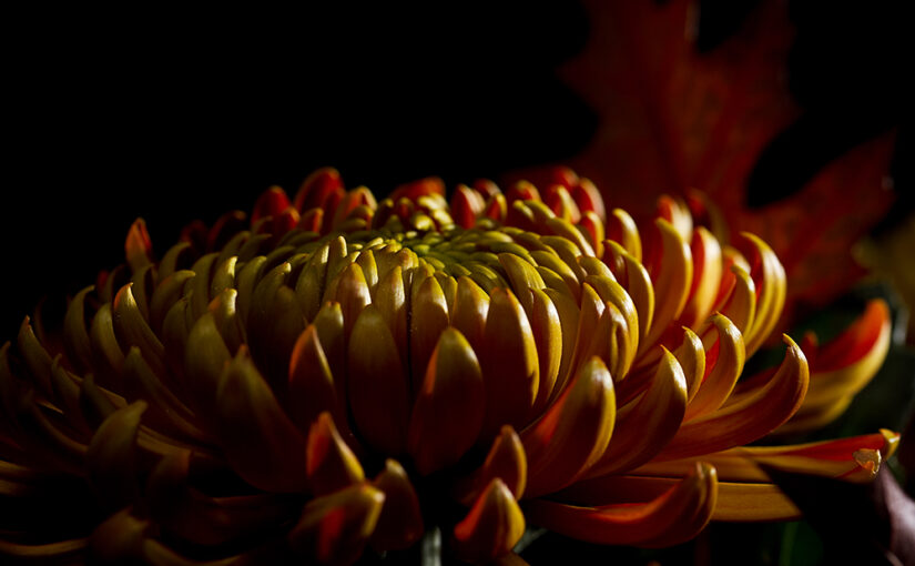 A flower in the late evening.