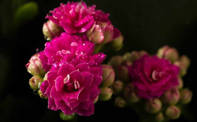 Nov 15 – Plant