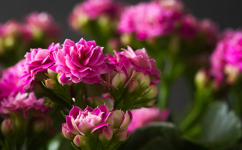 Dec 09 – Pink