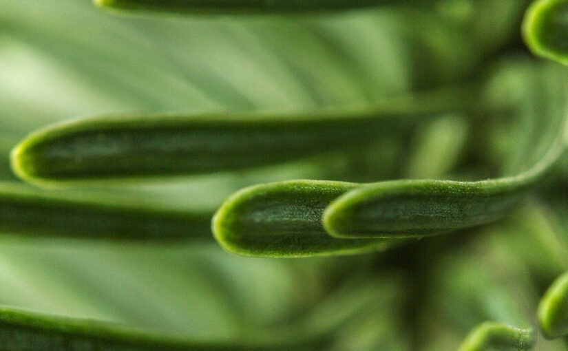 Dec 22 – Green