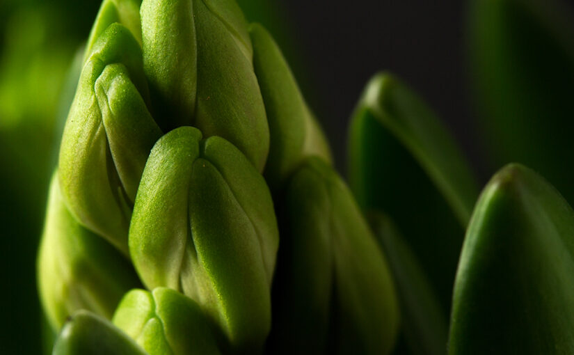 Jan 12 – Hyacinth