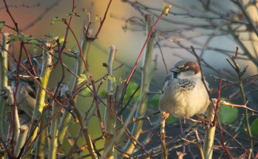 Jan 17 – Sparrow