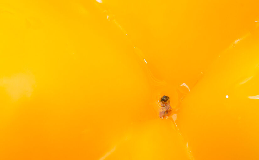 Jan 22 – Yellow