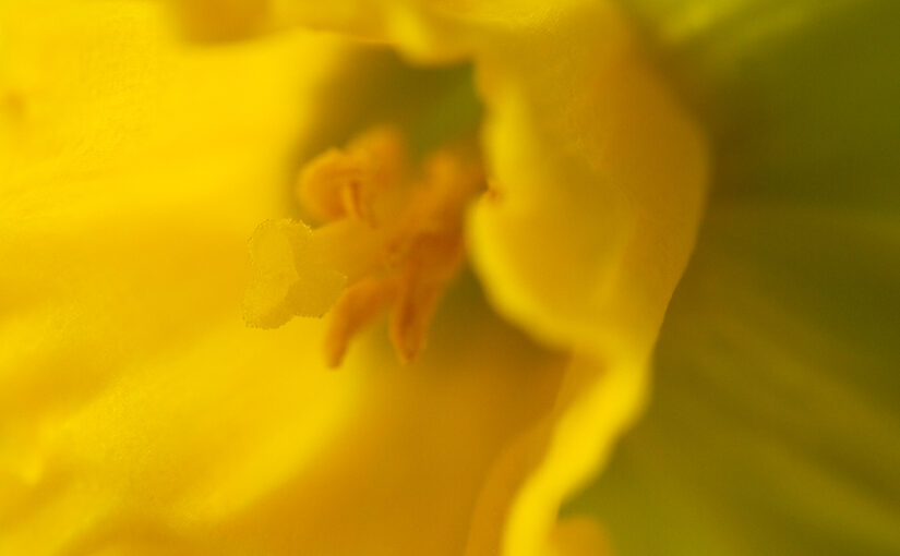 Jan 23 – Daffodil