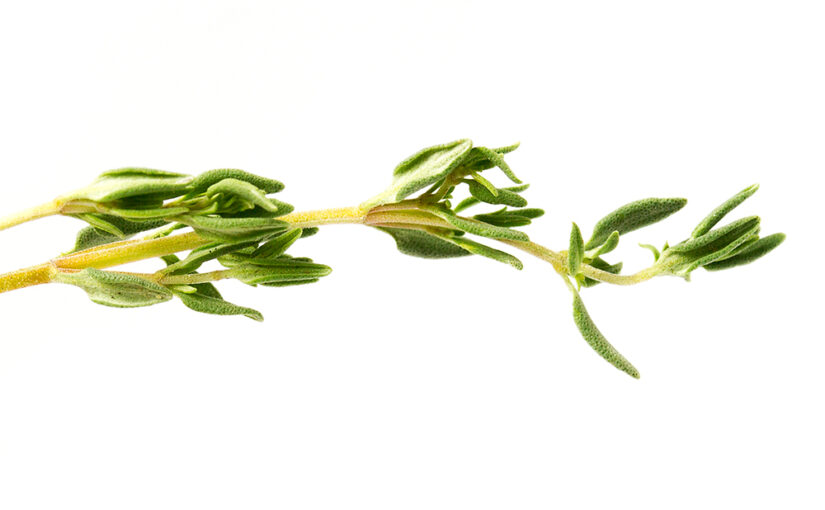 Feb 03 – Thyme