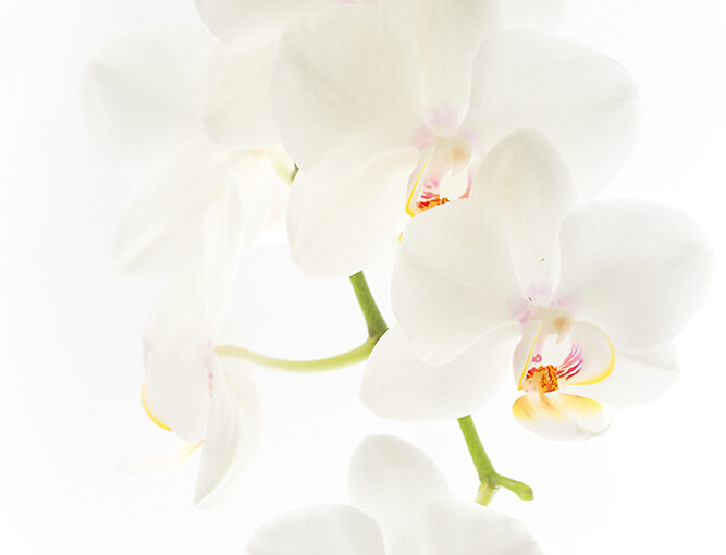 Feb 09 – White