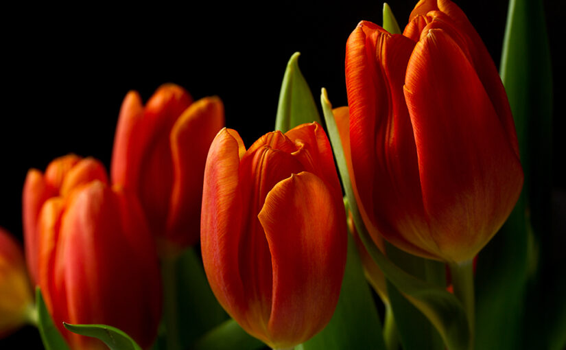 Feb 15 – Tulips