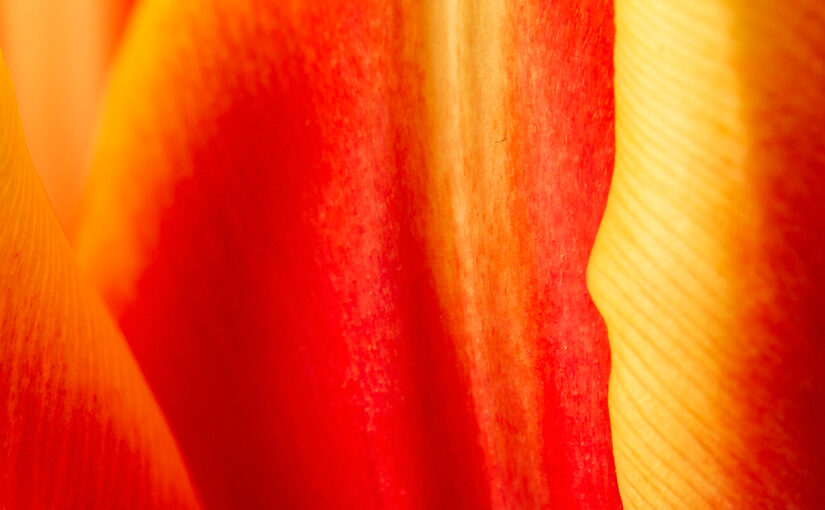 Detail of a tulip