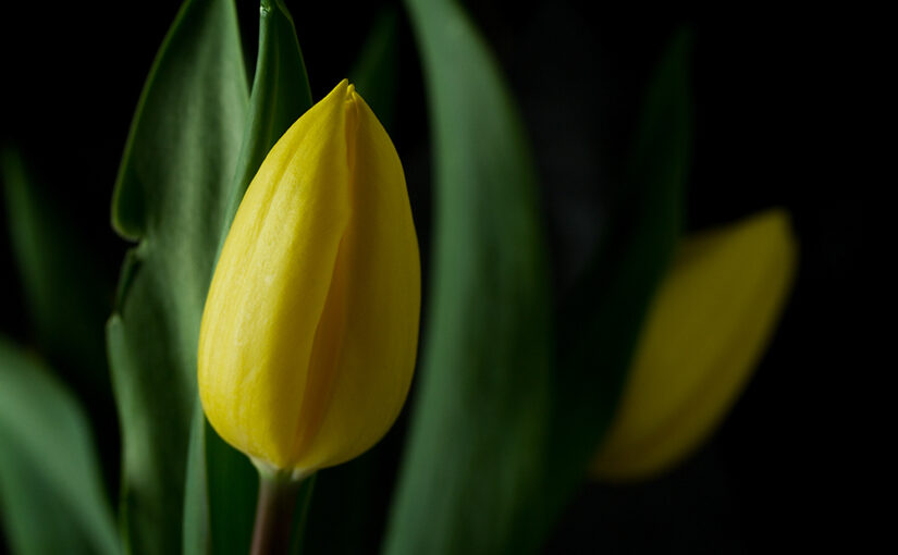 Fresh flowers in the house