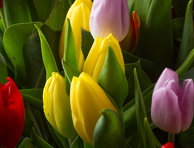 Lots of tulips in the house at the moment :)