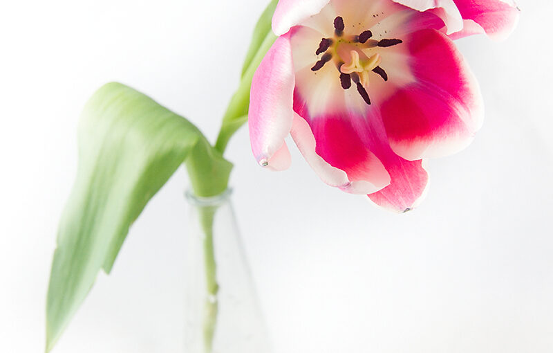 Mar 18 – Tulip