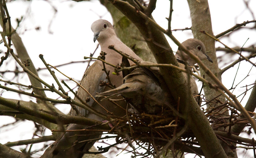 These collared doves are building a nest in my garden