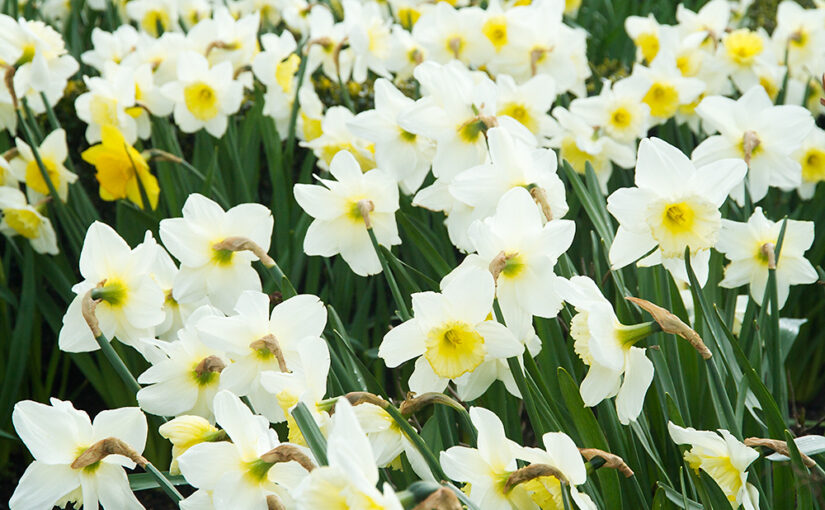 Mar 29 – Daffodils