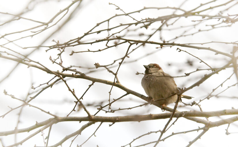 Apr 01 – Sparrow