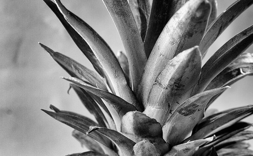 Apr 07 – Pineapple