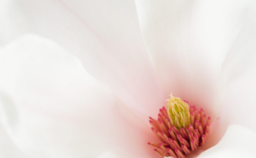 Apr 09 – Magnolia