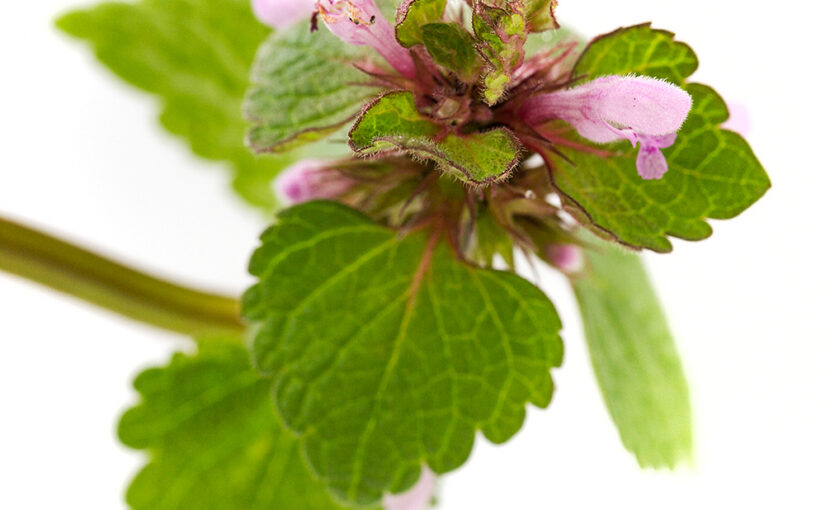 Apr 11 – Weed