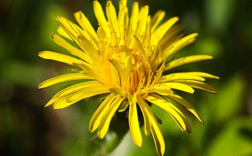 Apr 19 – Dandelion