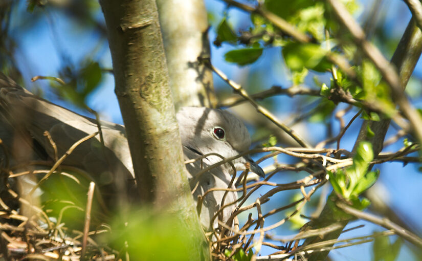 Apr 20 – Still on the nest