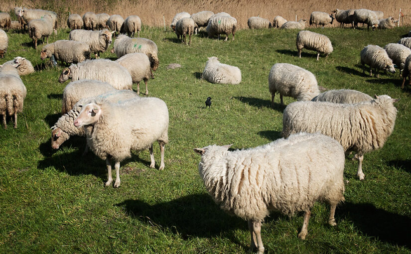Apr 21 – Sheep and a bird