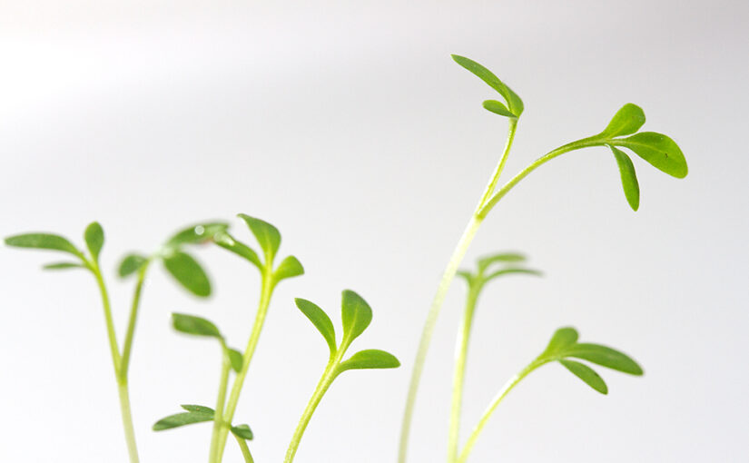 Growing in my kitchen