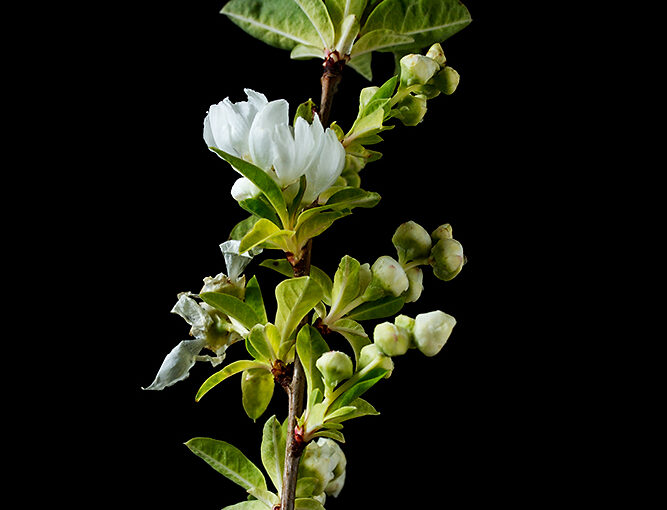 Apr 28 – Branch