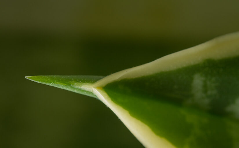 Detail of a sansevieria, aka mother-in-law's tongue or snake plant.