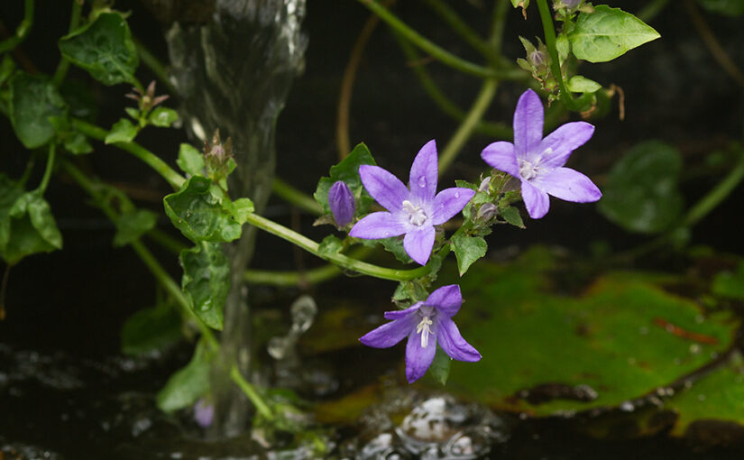 Jun 01 – Purple beauty