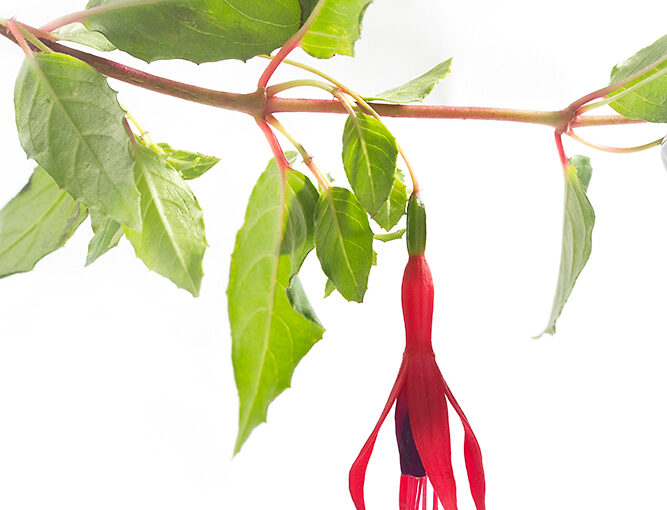 Jun 09 – Fuchsia