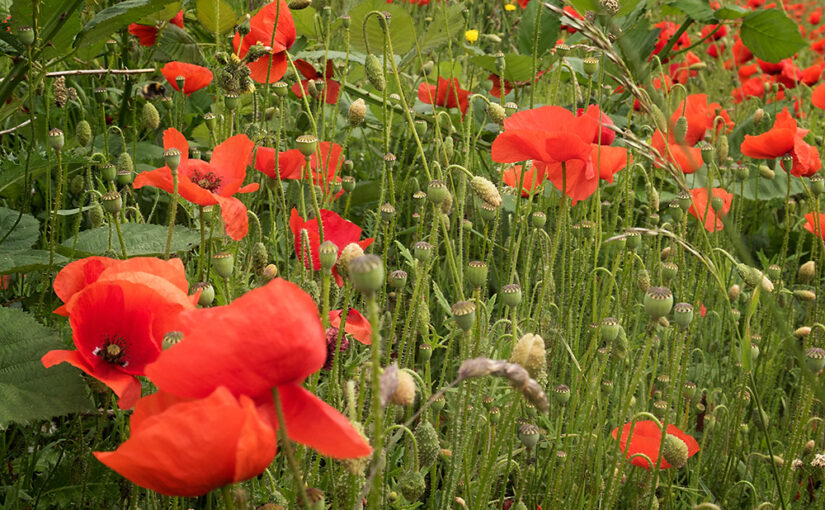 Jun 11 – It’s poppy time!