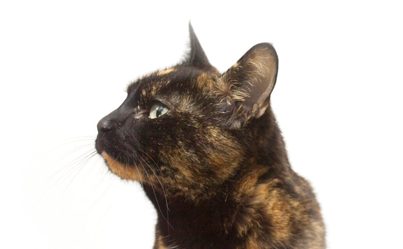 Jun 12 – Portrait of a cat
