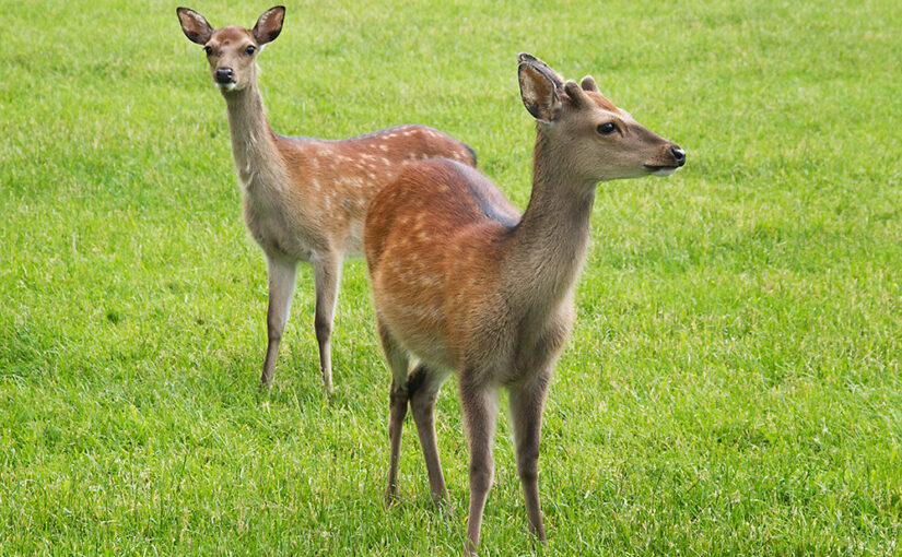 Jun 18 – Deer