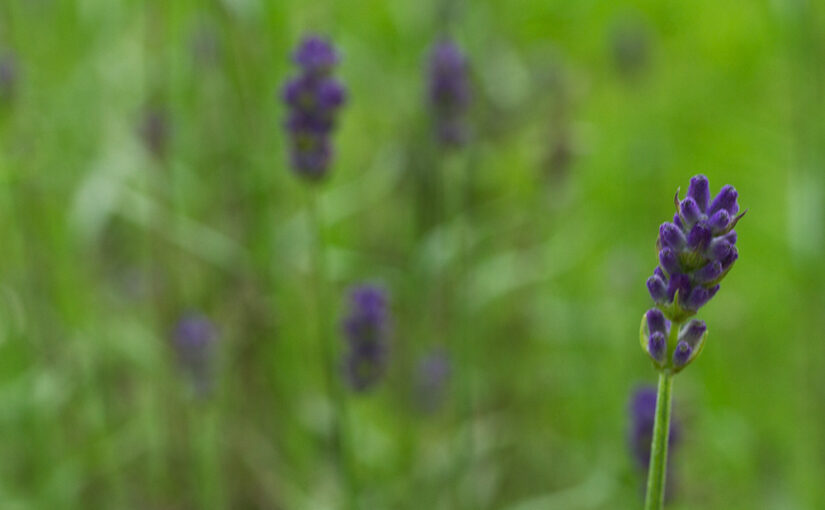 Jun 24 – Lavender