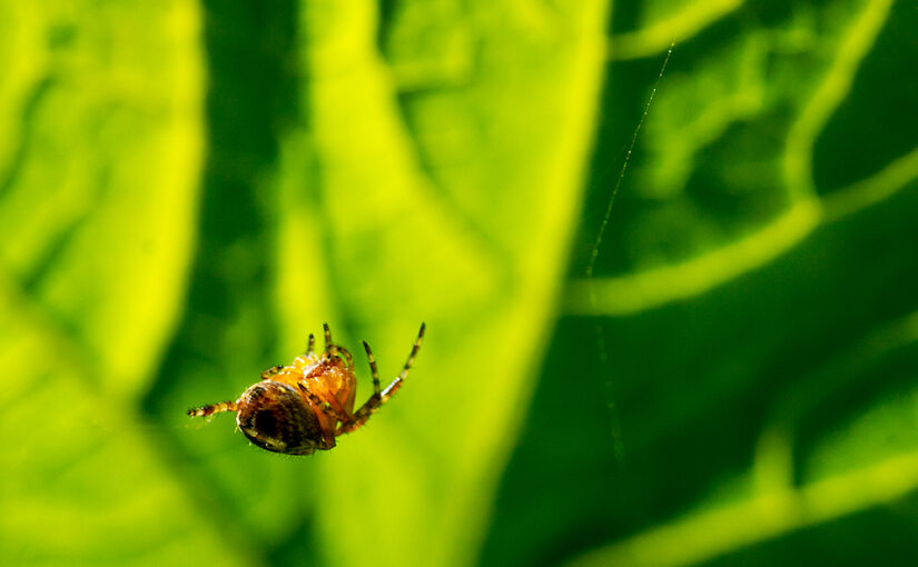 Jul 03 – Spider on green